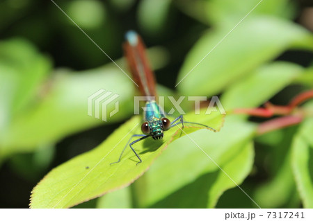 ニホンカワトンボ 7317241