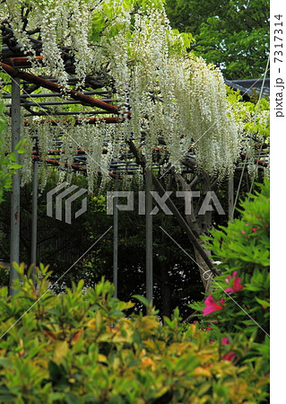 白旗神社の藤 7317314