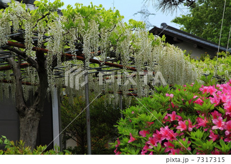 白旗神社の藤 7317315