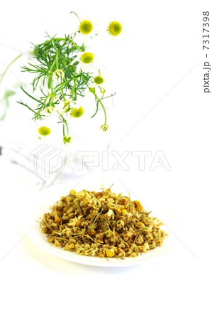 アンチエイジングハーブ・カモミールの可愛い花と花茶・白バック縦位置花左後方 アンチエイジングハーブ・カモミールの可愛い花と花茶・白バック縦位置花左後方 7317398