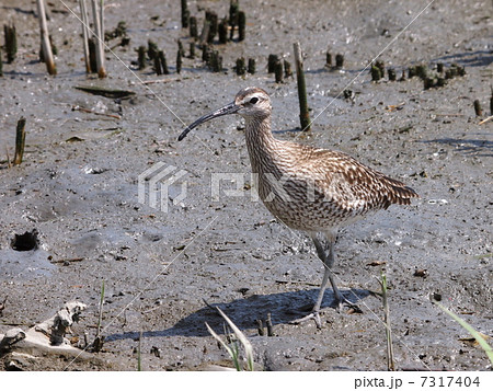 チュウシャクシギ 7317404