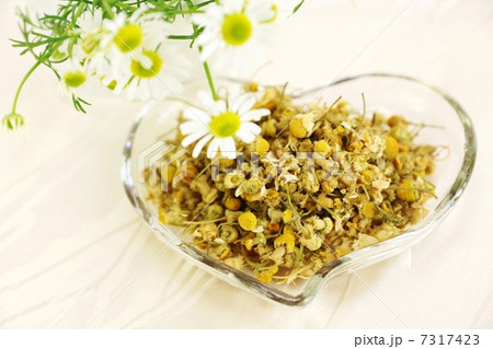 アンチエイジングハーブ・カモミールの花とハート型皿に花茶・白シルクバック横位置俯瞰 アンチエイジングハーブ・カモミールの花とハート型皿に花茶・白シルクバック横位置俯瞰 7317423