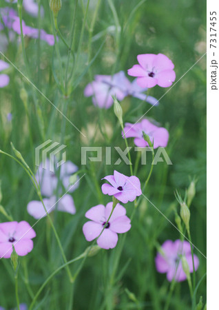 ビスカリア（コムギセンノウ） 7317455