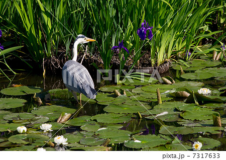 蒼鷺と睡蓮と杜若 7317633
