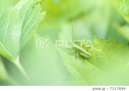 ヤブキリ 7317684