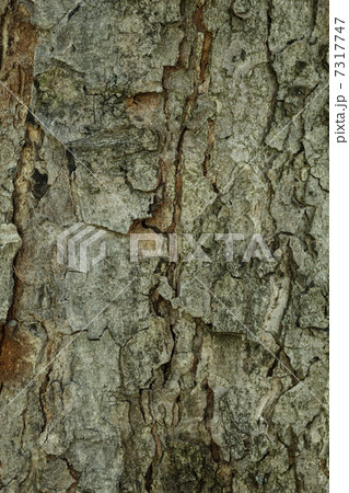 larch bark background 7317747