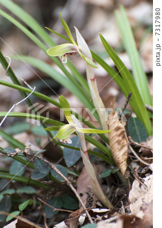 シュンラン（三毳山） 7317980