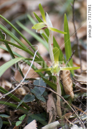 シュンラン（三毳山） 7317981