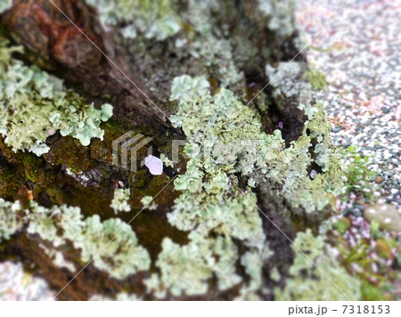桜の木 桜の木 7318153