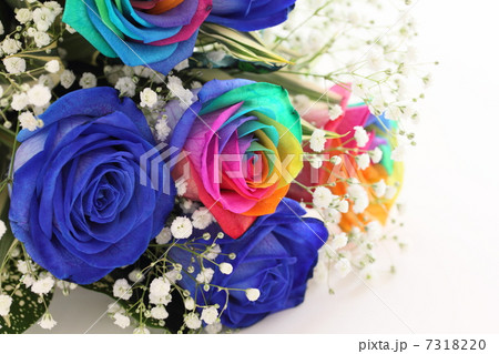 薔薇 青いバラ レインボーローズの写真素材 731