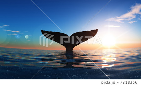 クジラ 7318356