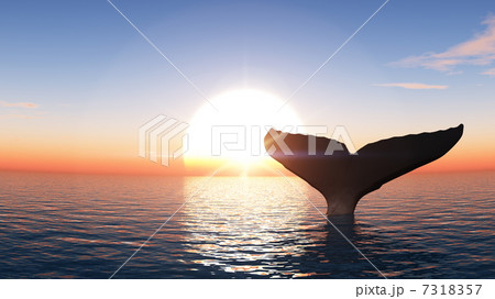 クジラ 7318357