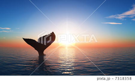 クジラ 7318358