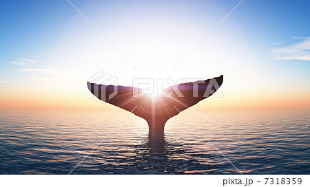 クジラ 7318359