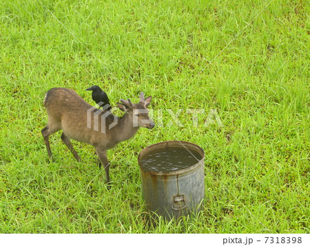 ケラマジカとカラス 7318398