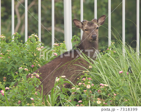 ケラマジカとランタナ 7318399