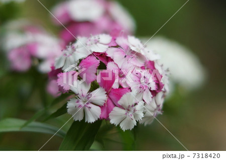 美女撫子(ビジョナデシコ) 美女撫子(ビジョナデシコ) 7318420