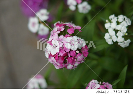 美女撫子（ビジョナデシコ） 7318428