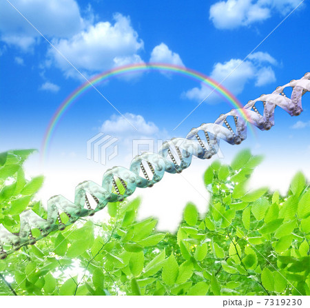DNA／遺伝子イメージ 7319230