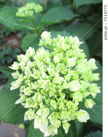 咲き始めの黄緑色の紫陽花 7319772