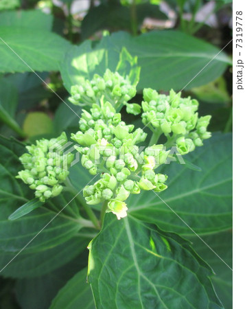 咲き始めの黄緑色の紫陽花の写真素材