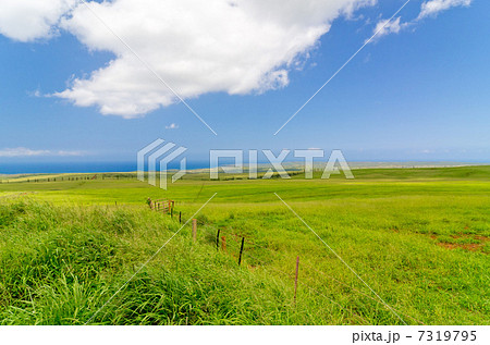 ハワイ　モロカイ島　西部　マウナロア　牧場 7319795