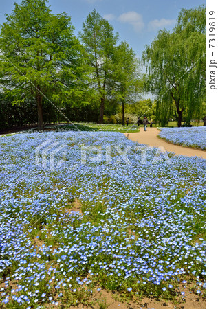 館林散歩 ザ トレジャーガーデン館林のネモフィラの写真素材 館林散歩 ザ トレジャーガーデン館林のネモフィラの写真素材