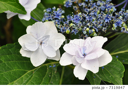 ガクジサイ ミハラヤエ 三原八重 ガクジサイ ミハラヤエ 三原八重 7319847