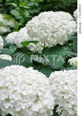 アナベル 7319854