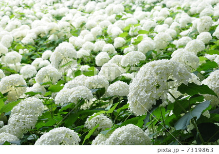 アナベル 7319863