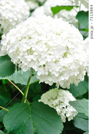 アナベル 7319864