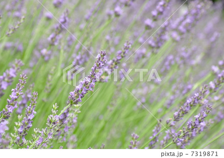 グロッソラベンダー 7319871