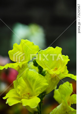 金魚草　キンギョソウ 7320567