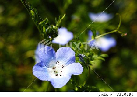 ネモフィラ・メンジーシー 7320599