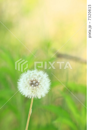 わたぼうし 7320615