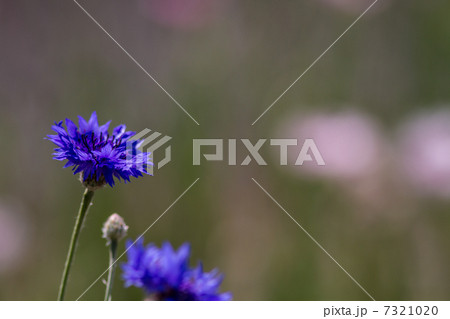 矢車草 青 花の写真素材 矢車草 青 花の写真素材 7321020