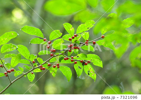 ウメモドキ 7321096