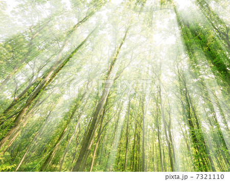 幻想的な木もれ日 幻想的な木もれ日 7321110