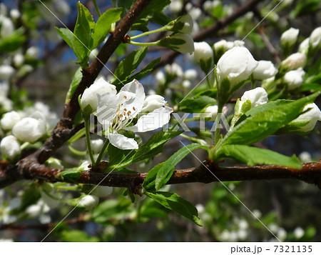 白桜 7321135