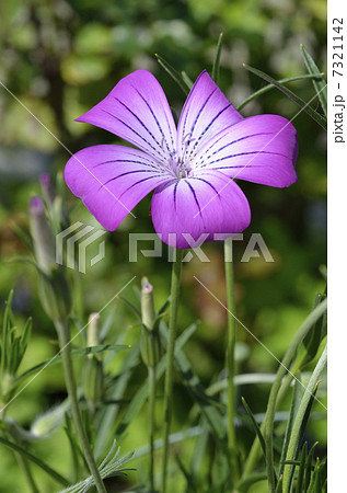 アグロステンマ 7321142