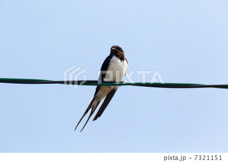 電線に留まるツバメの成鳥 7321151
