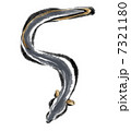 うなぎ 7321180