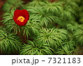 紅一点 7321183