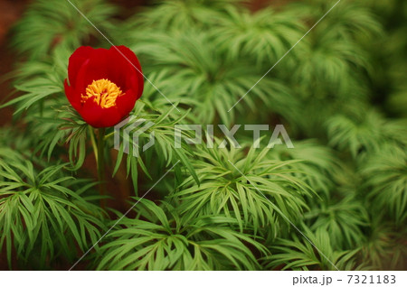 紅一点 紅一点 7321183