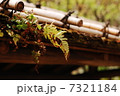 わび 7321184