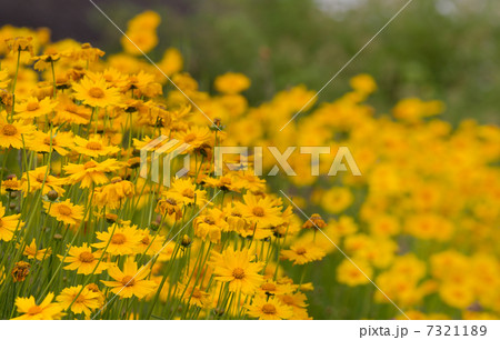 マーガレット 7321189