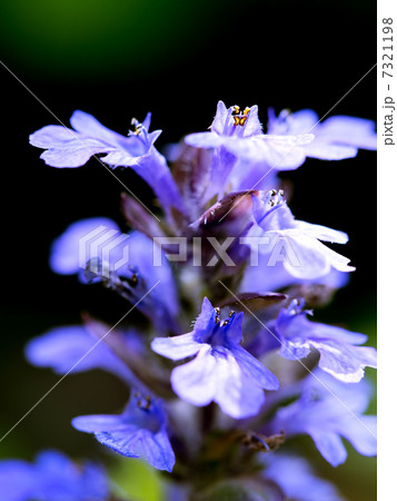 アジュガ アジュガ 7321198