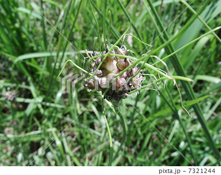 ノビルの種がいよいよ飛び出します 7321244