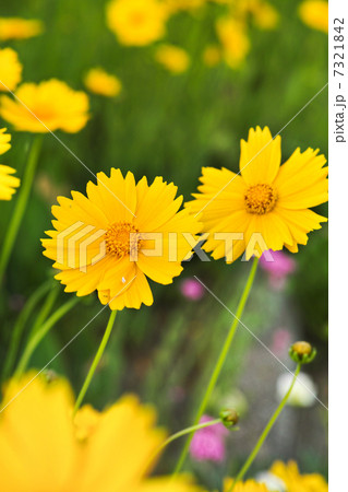 マーガレット 7321842