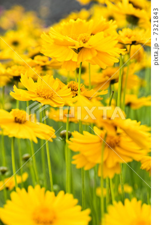 マーガレット 7321843